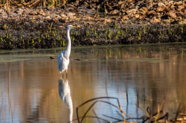 Tucson, Arizona 'da Büyük Beyaz Akbalıkçıl