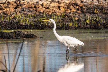 Tucson, Arizona 'da Büyük Beyaz Akbalıkçıl