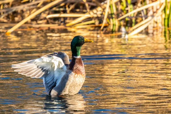 Group Mallards Tucson Arizona — Stock Photo, Image