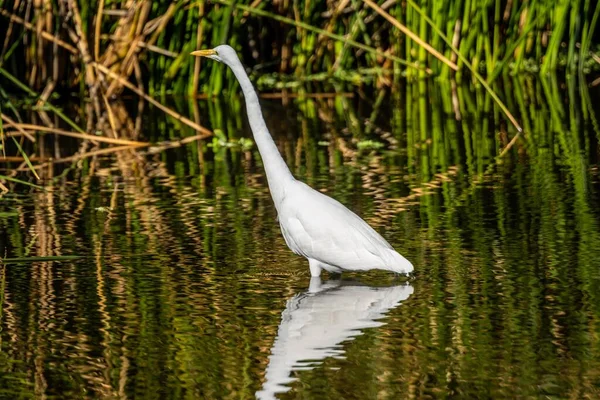 Uma Grande Egret Branca Tucson Arizona — Fotografia de Stock