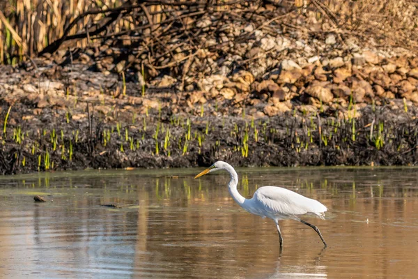 Tucson, Arizona 'da Büyük Beyaz Akbalıkçıl