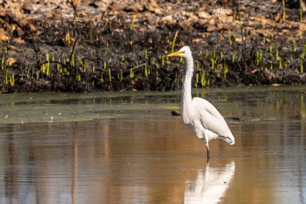 Uma Grande Egret Branca Tucson Arizona — Fotografia de Stock