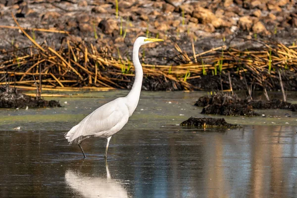 Une Grande Aigrette Blanche Tucson Arizona — Photo