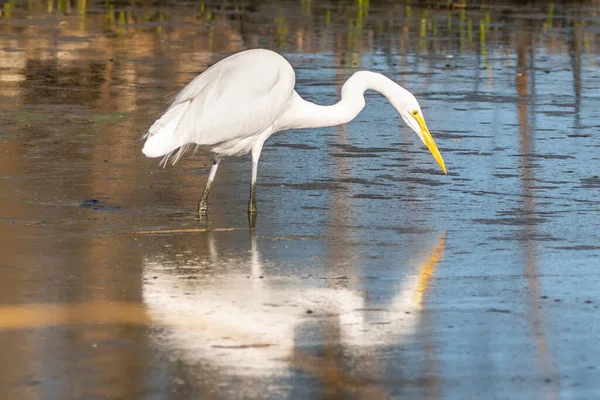 Mare Grefă Albă Din Tucson Arizona — Fotografie, imagine de stoc