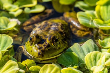 Tucson, Arizona 'da bir Amerikan Kurbağası.