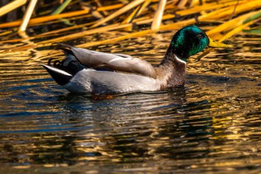 Tucson, Arizona 'da büyük kahverengi bir Mallard.