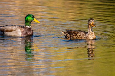 Tucson, Arizona 'da büyük kahverengi bir Mallard.