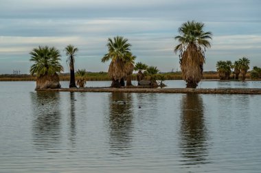 Arizona, Yuma 'da güzel bir doğa manzarası.