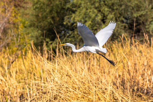 Uma Grande Egret Branca Tucson Arizona — Fotografia de Stock