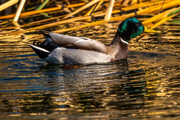 Tucson, Arizona 'da büyük kahverengi bir Mallard.