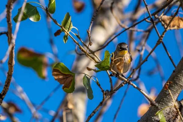 Nordlig Svala Med Vingar Tucson Arizona — Stockfoto