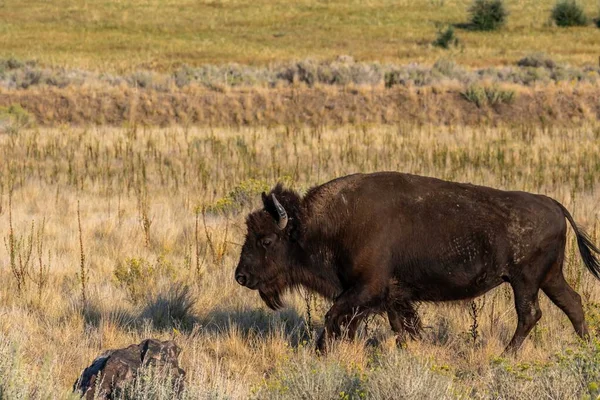 American Bison Field Antelope Island State Park Utah — Stock Photo, Image