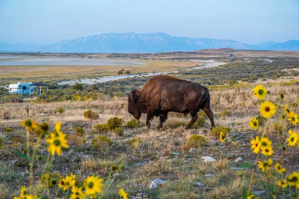 Bison Amérique Dans Domaine Antelope Island State Park Utah — Photo