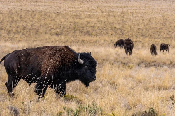 Bison Amérique Dans Domaine Antelope Island State Park Utah — Photo