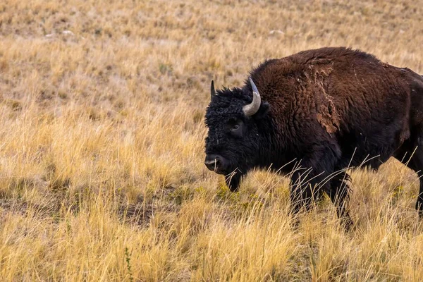 Bisonte Americano Campo Del Parque Estatal Antelope Island Utah — Foto de Stock