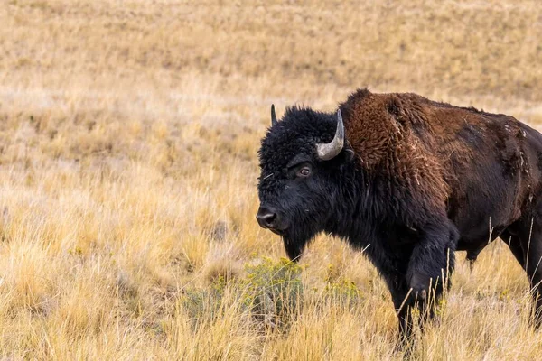 Bisonte Americano Campo Del Parque Estatal Antelope Island Utah — Foto de Stock