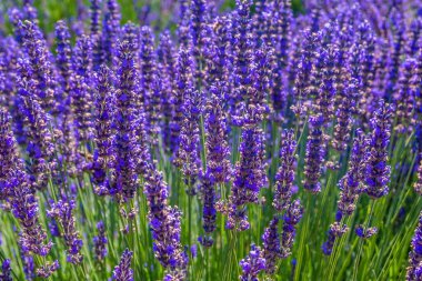 Oregon, Hood Dağı 'ndaki güzel lavanta tarlaları