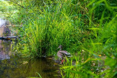 Olympia, Washington 'da büyük kahverengi bir Mallard.
