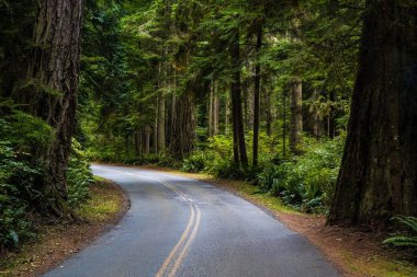 Whidbey Adası, Washington 'a giden uzun bir yol.