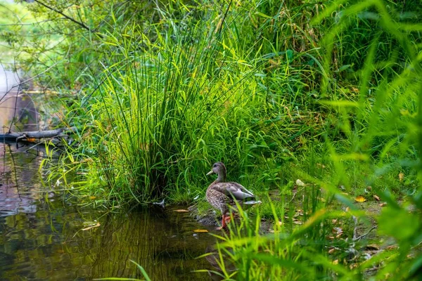 Olympia, Washington 'da büyük kahverengi bir Mallard.