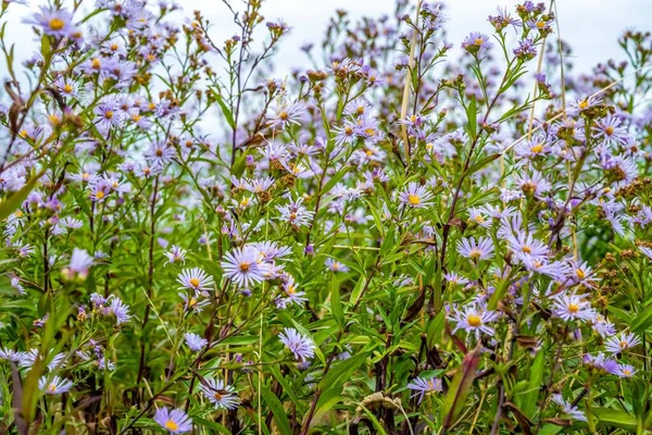 Purple Wildflowers Whidbey Island Washington — Foto Stock