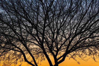 Tucson, Arizona 'da doğanın silüeti.