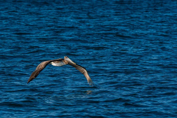 Group Pelicans Puerto Penasco Mexico — Fotografia de Stock