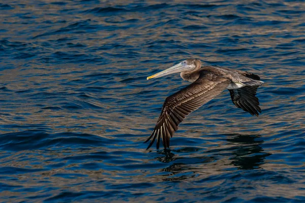 Group Pelicans Puerto Penasco Mexico — 스톡 사진