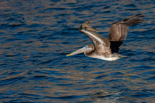 Group Pelicans Puerto Penasco Mexico — 스톡 사진