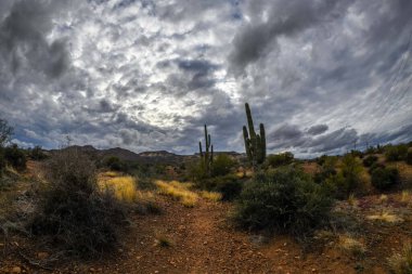 An overlooking view of Tonto National Forest, Arizona