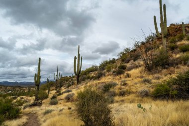 An overlooking view of Tonto National Forest, Arizona