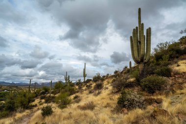 An overlooking view of Tonto National Forest, Arizona