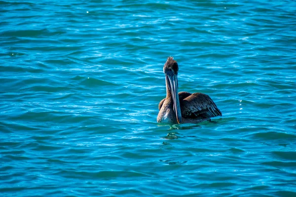Group Pelicans Puerto Penasco Mexico — Fotografie, imagine de stoc