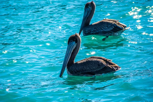 Group Pelicans Puerto Penasco Mexico — стоковое фото