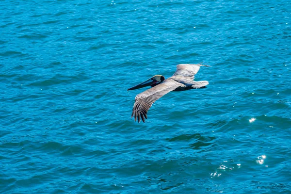 Eine Gruppe Pelikane Puerto Penasco Mexiko — Stockfoto