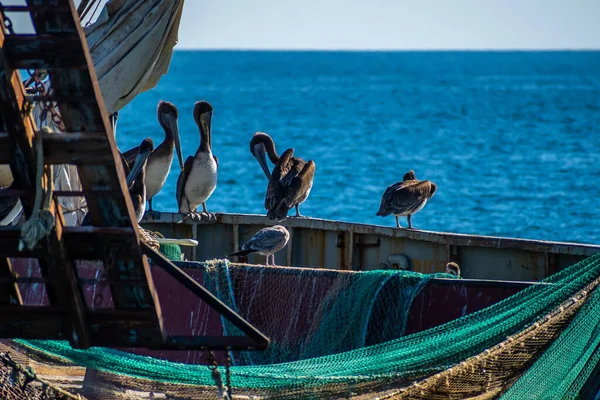 Group Pelicans Puerto Penasco Mexico — Stock Fotó