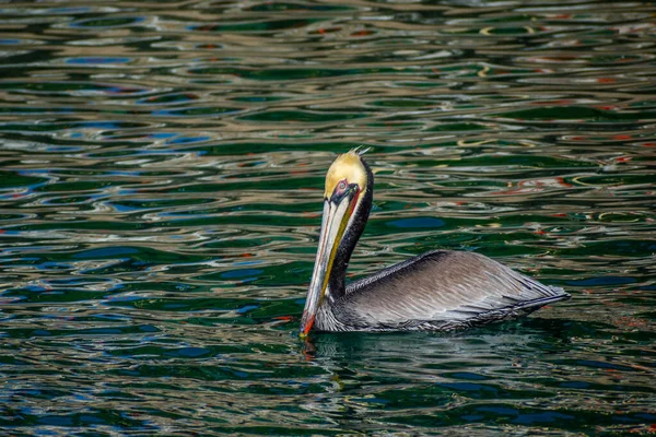 Group Pelicans Puerto Penasco Mexico — 图库照片