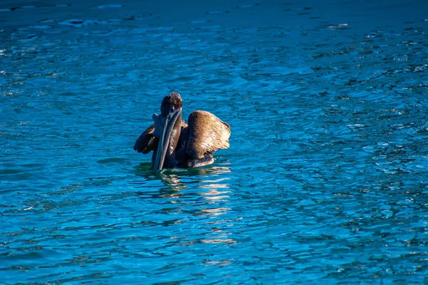 Group Pelicans Puerto Penasco Mexico — 图库照片