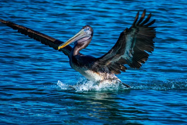 Group Pelicans Puerto Penasco Mexico — 스톡 사진