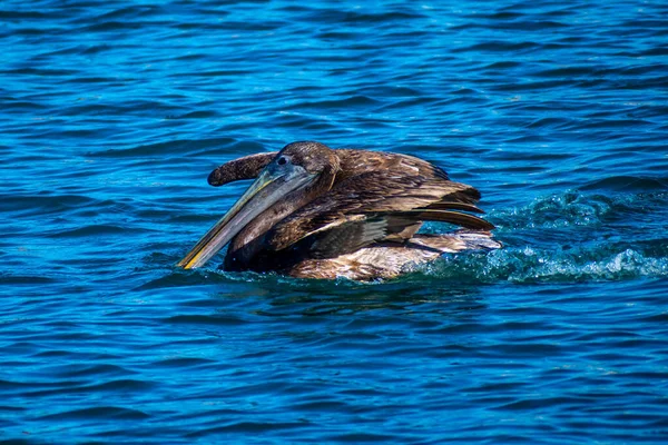 Group Pelicans Puerto Penasco Mexico — Fotografia de Stock