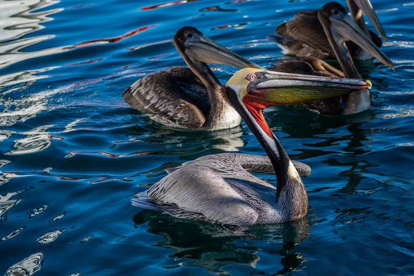 Group Pelicans Puerto Penasco Mexico — Fotografia de Stock