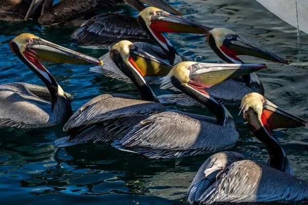 Group Pelicans Puerto Penasco Mexico — Stockfoto