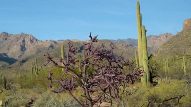 Tucson, Arizona 'da doğaya bakış açısı