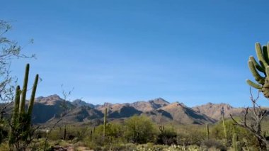Tucson, Arizona 'da doğaya bakış açısı