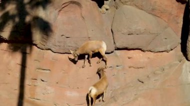 Tucson, Arizona 'da bir dağ keçisi.
