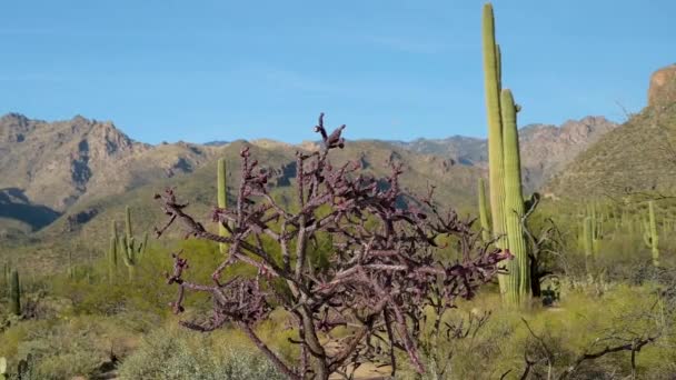 Pohled Přírodu Tucsonu Arizoně — Stock video