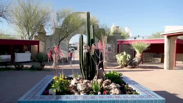 アリゾナ州ツーソンの細長いサガロサボテン — ストック動画