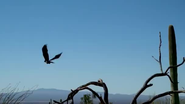 Una Vista Sulla Natura Tucson Arizona — Video Stock