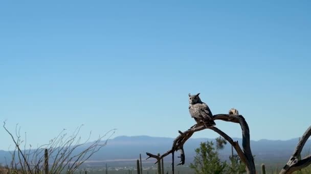 Una Vista Sulla Natura Tucson Arizona — Video Stock