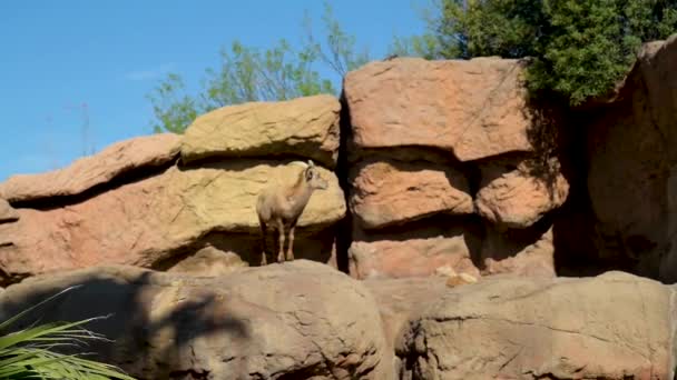アリゾナ州ツーソンのマウンテンヤギ — ストック動画